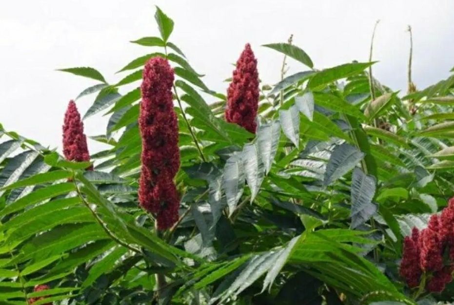 Oţetar Tiger Ros Eyes