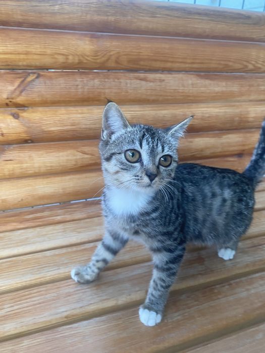 котята бесплатно