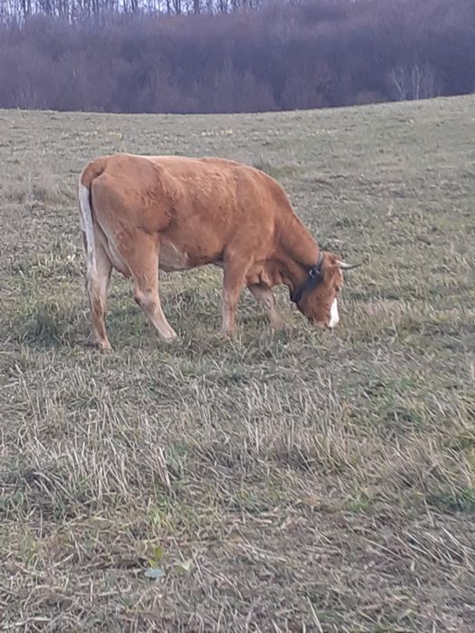 vand vaca de trei ani jumate