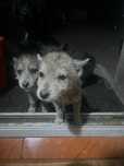 Donez pui de husky