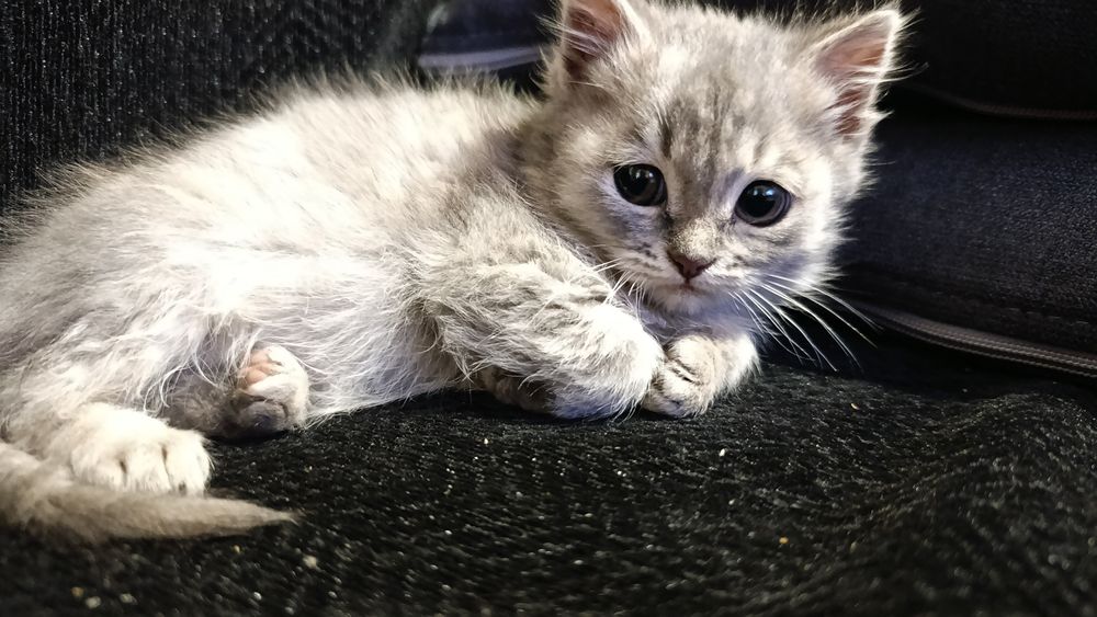 Котёнок в добрые руки