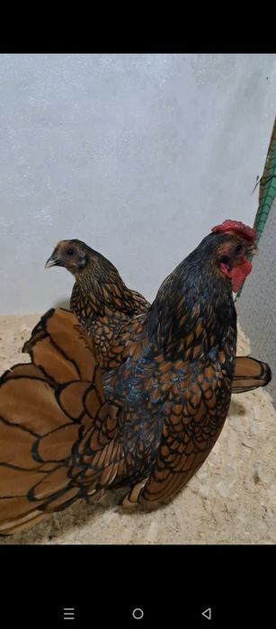 Себрайт золотой товук тухумлари сотилади