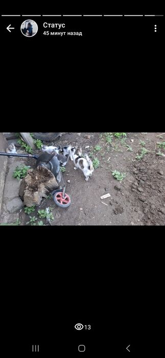 Отдам котят в добрые руки