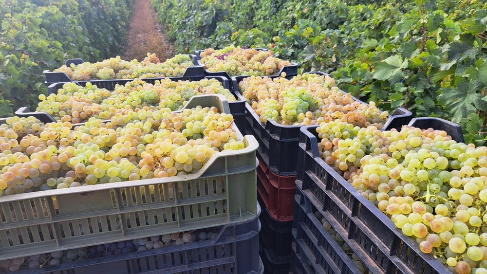 Struguri Ceasla de masă