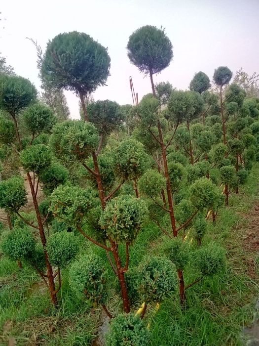 Арча ва гуллар оптом нархларда йетказиб берамиз