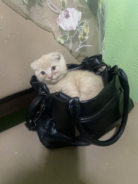 Котята , девочки ооооо