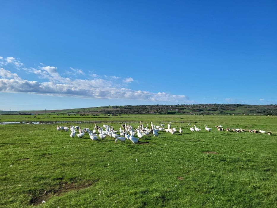 Gaste de casă tinere