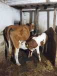 Vaci animale domestice