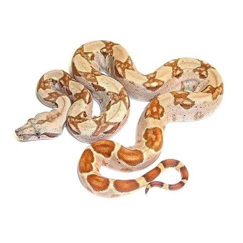 Продам змей срочно