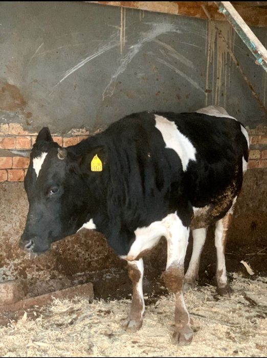 Rossiya paroda Gʻunajin sotiladi