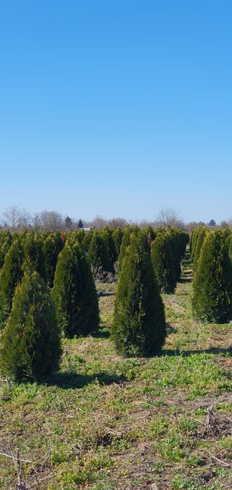Leylandi chiparos tuia smarald