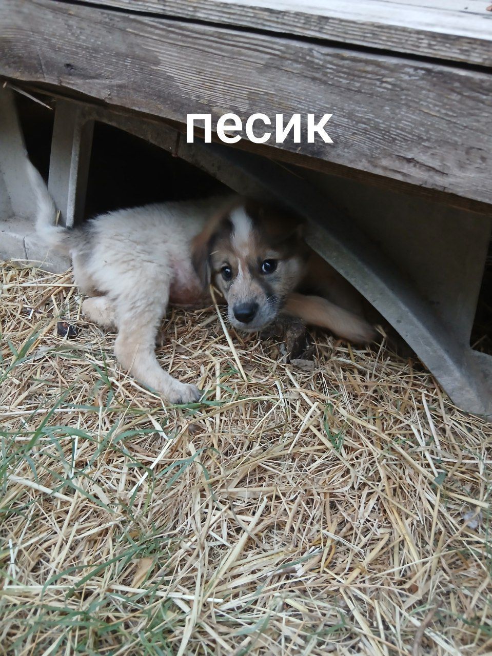Щенки в хорошие руки