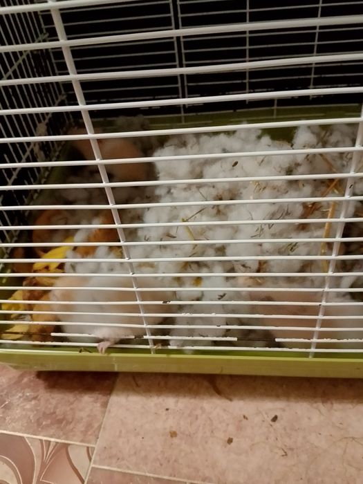 Отдам хометав(маму 7 хомичат )