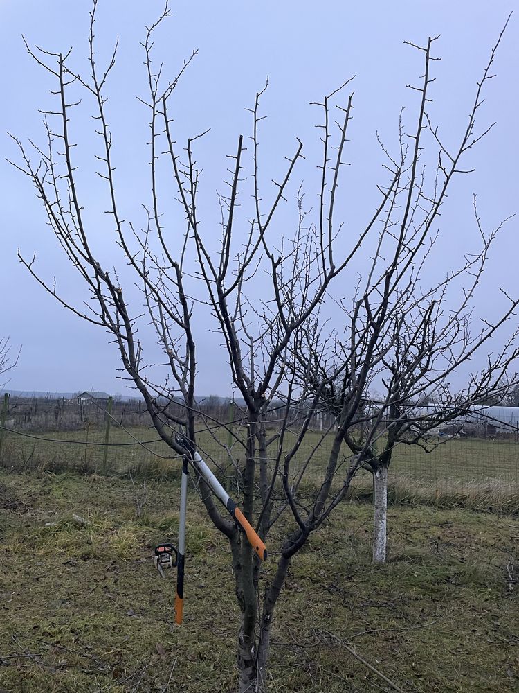 Cosmetizare pomi fructiferi /arbori