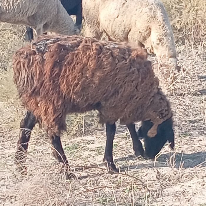 Продам баранов    .