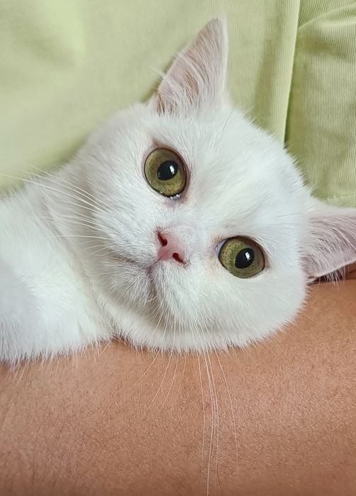 Скотиш страйт, мальчик