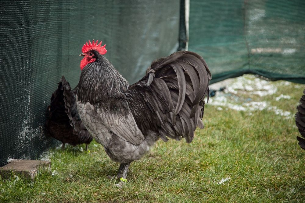 pui australorp -rasă mixtă expoziție