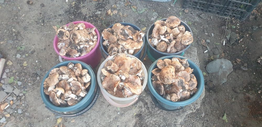 Продам грибы валуи свежие