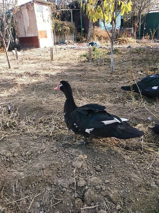 Продаются утки ,