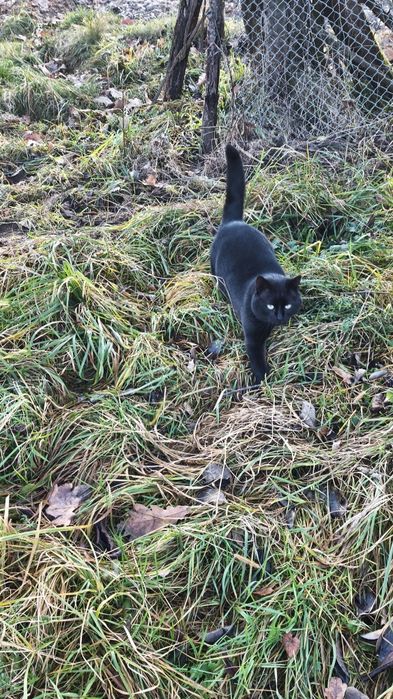 Donez motan frumos cuminte și curat