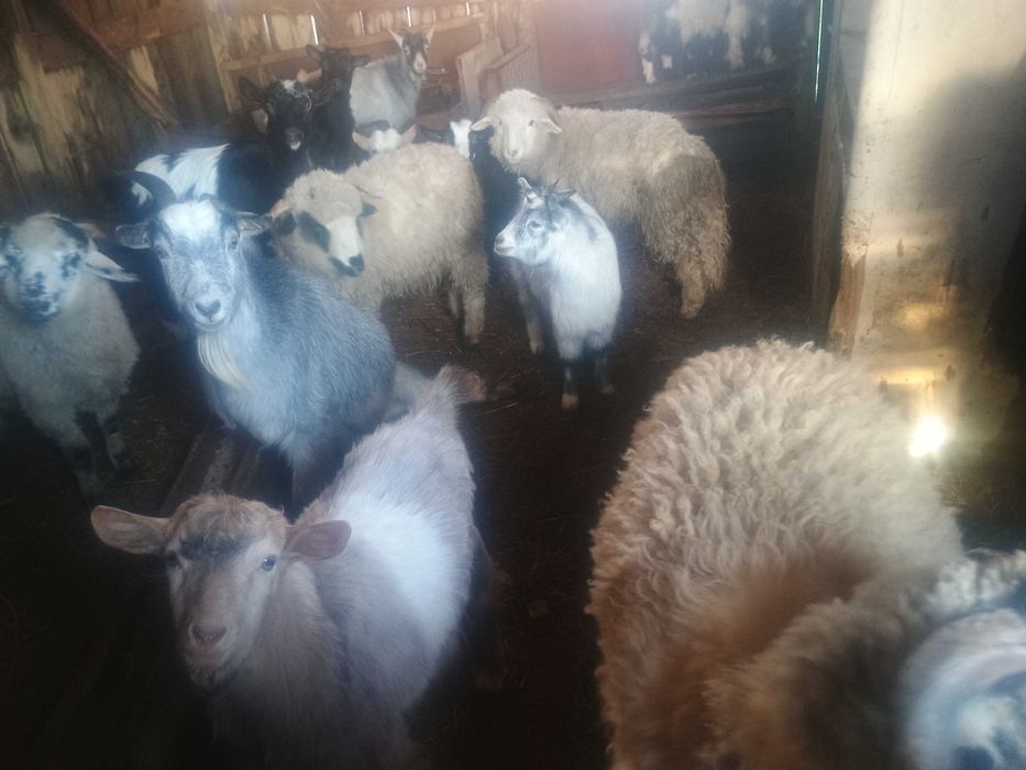 Vând miei și iezi crescuți cu cereale