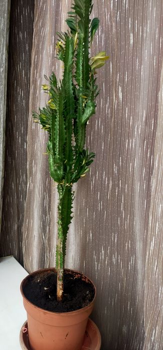 Молочай трехгранный / кактус