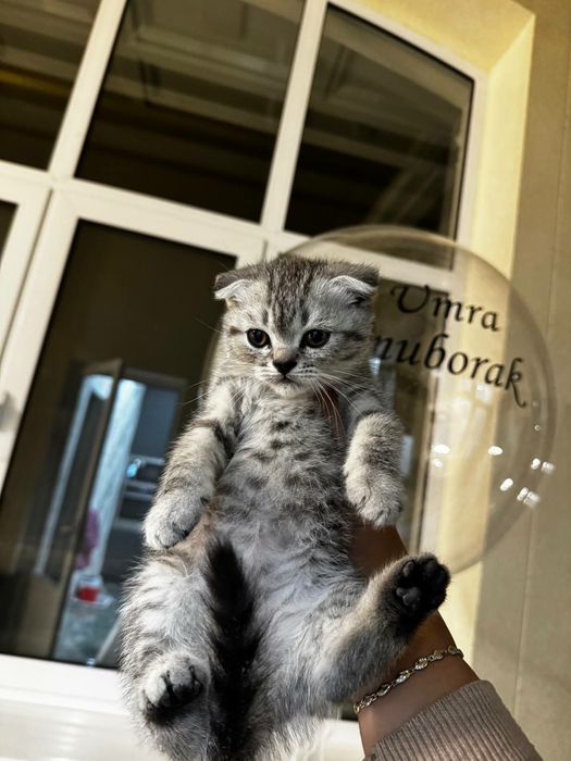 Пародистые котята