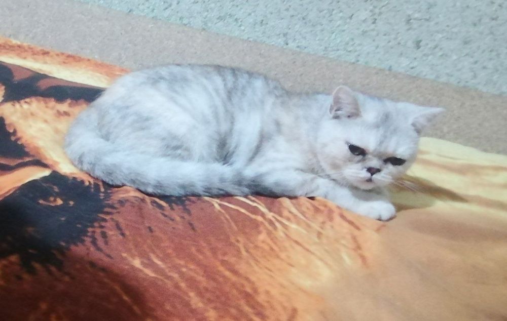 Снуп. Японский экзо кошка
