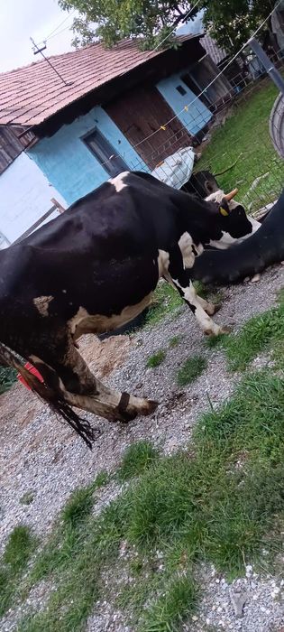 Vând Junincă, montată a doua oară