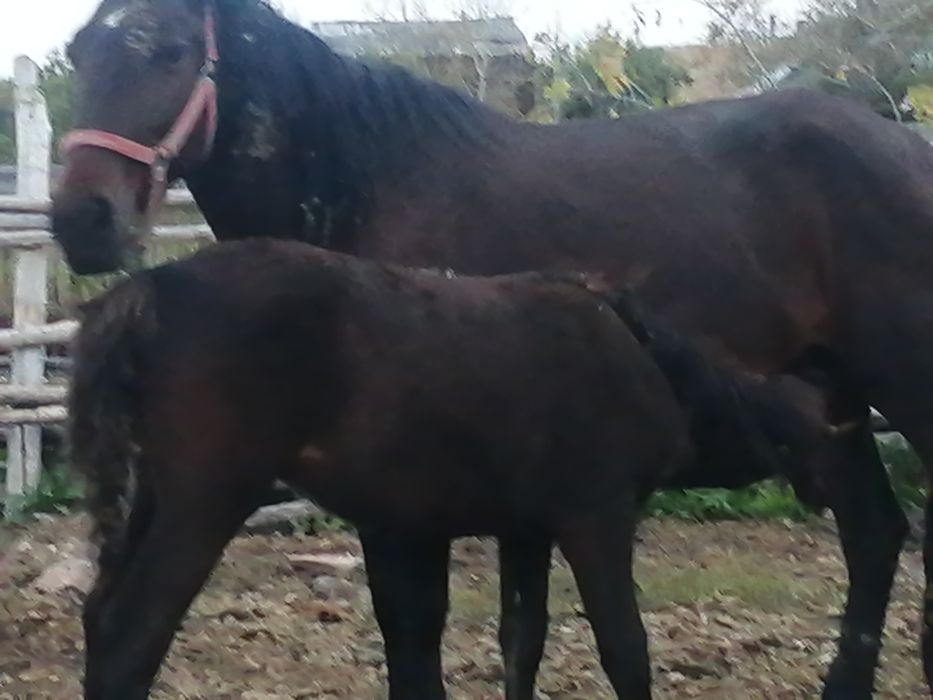 Продам лошвдь с жеребенком