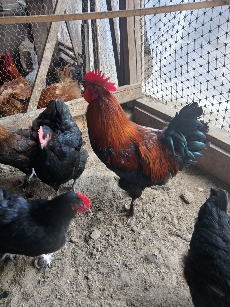 De vânzare familie gaini Marans 5+1