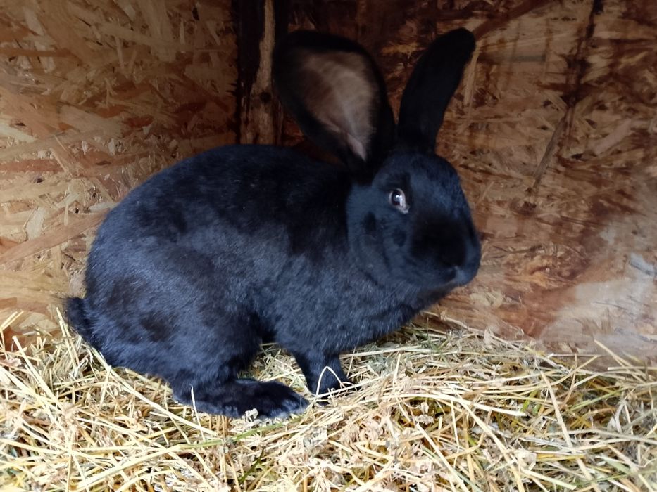 Mascul fluture german negru