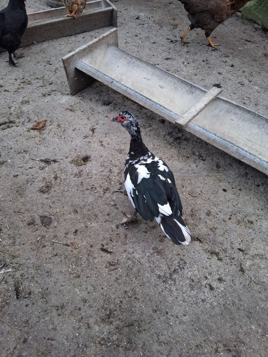 Vând rate mute de un an!