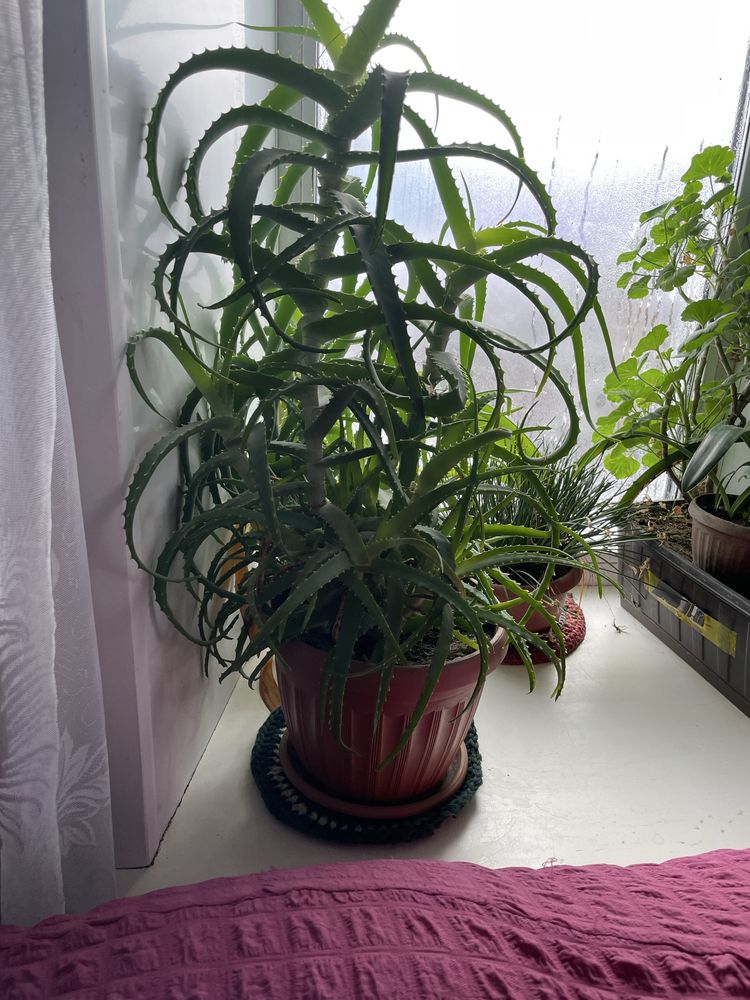 Продам аллоя больше3лет