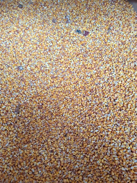 Porumb boabe , recolta 2024