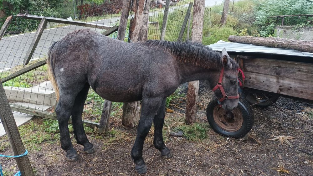 Vând Mânza de 5 luni