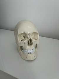 Craniu didactic Anatomika