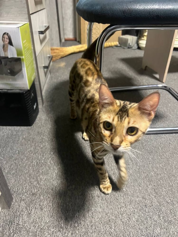 Бенгальская кошка