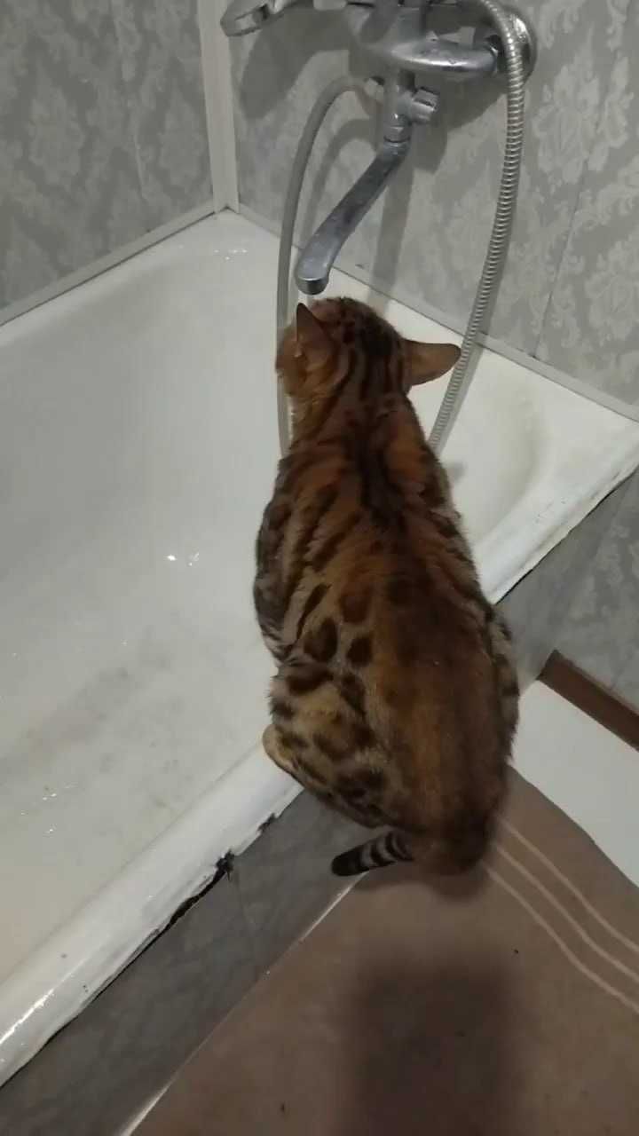 Кот бенгал. ВЯЗКА.