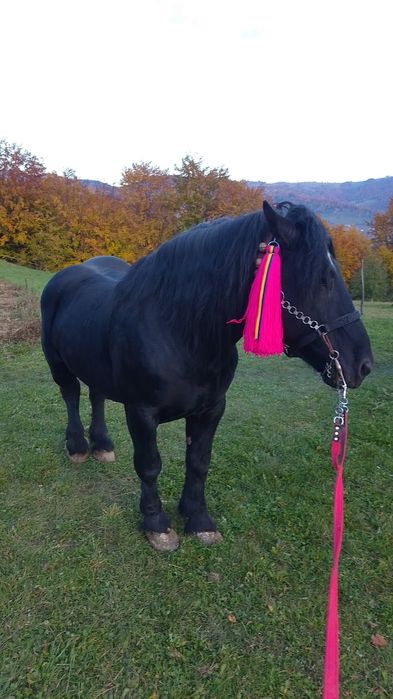 Vand harmasar în vârstă de 10 ani