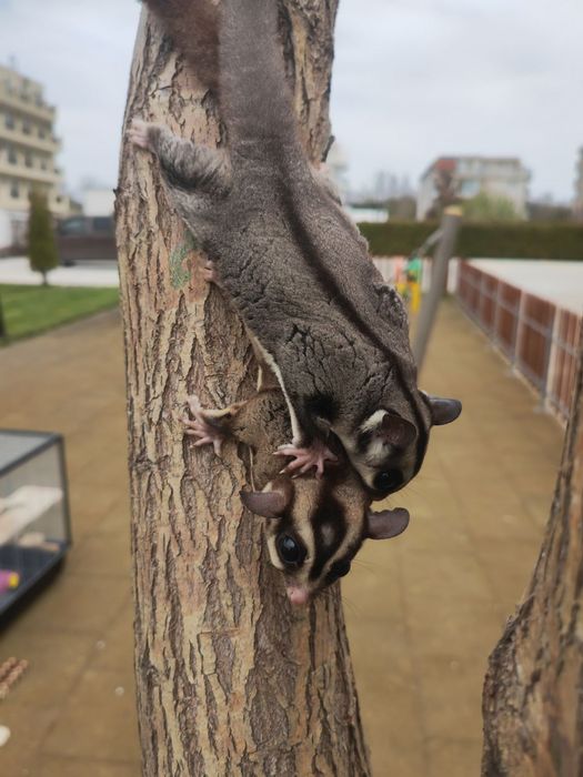 Летяща захарна катеричка