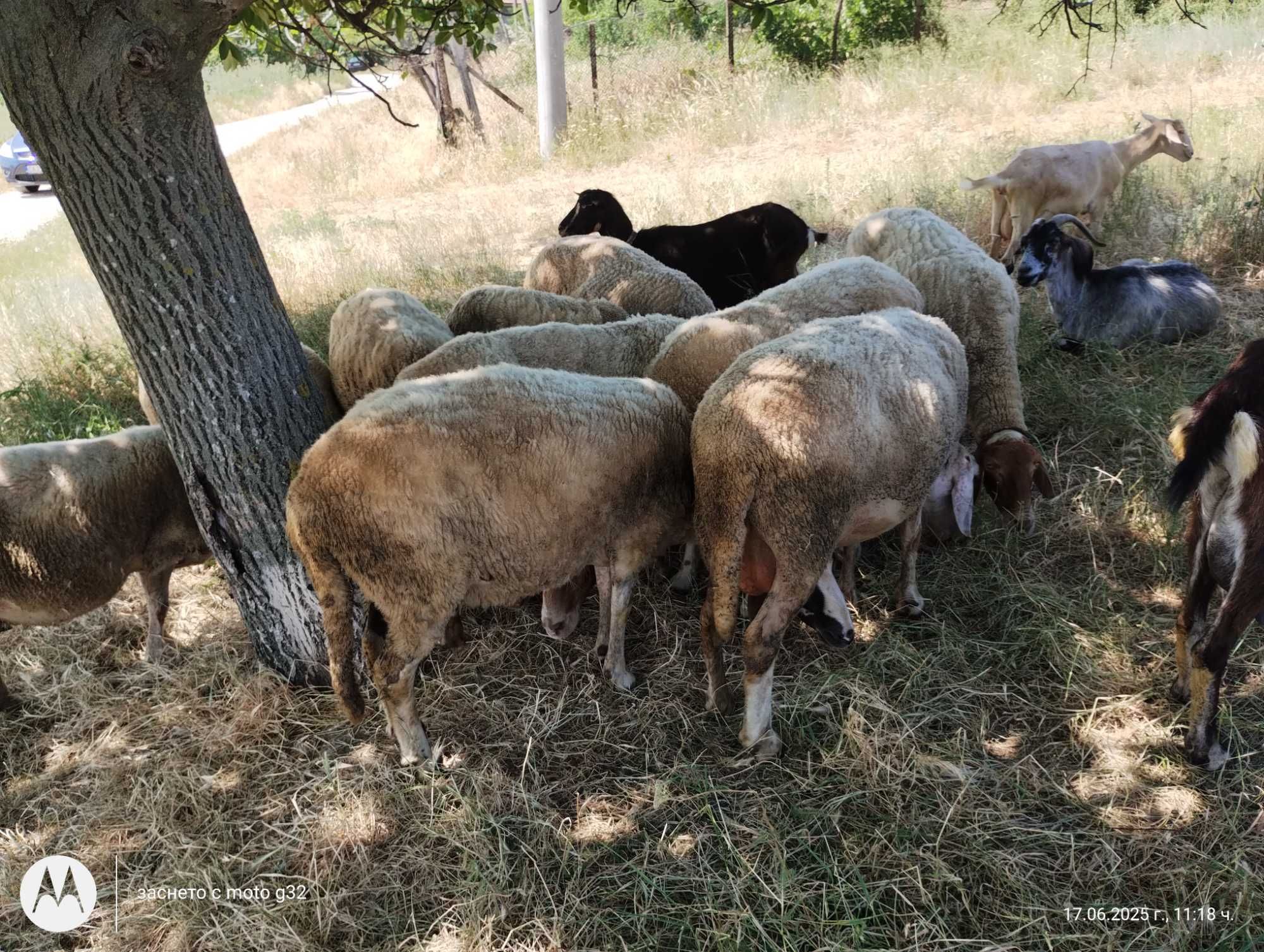 Продавам овци,кози и пръч
