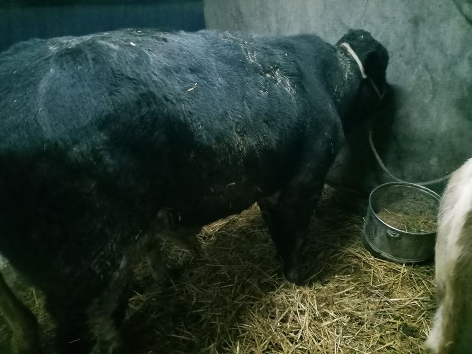 Kotta govdali gibrid buqa sotiladi