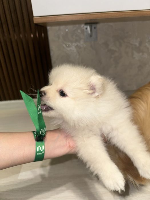 Щенки Померанского шпица — мини, от красивых родителей