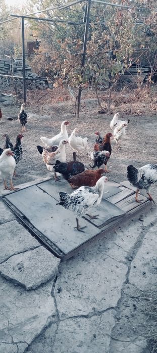 Тауық сатылады шу қаласы