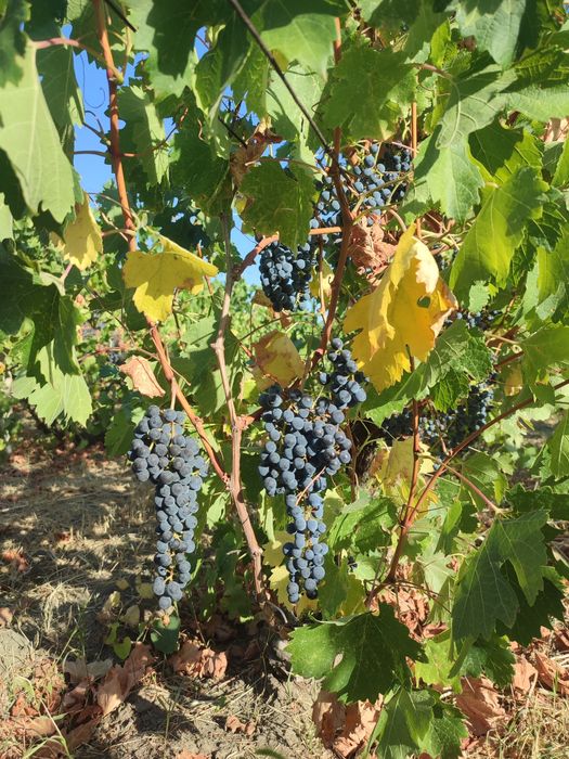 Vând struguri merlot