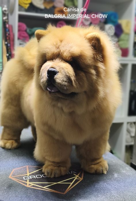 Femela Chow Chow cu Pedigree