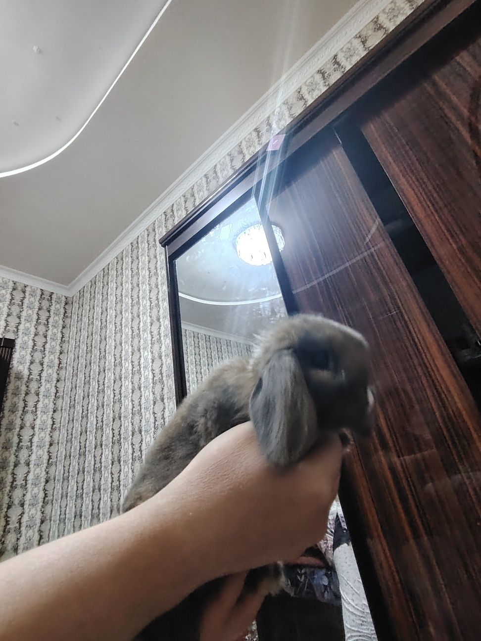 Карлик кўён она бола