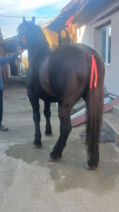 Cârlan semigreu negru