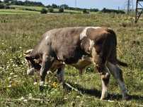 Vând tauras Holstein
